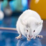 مطالعه جدید پتانسیل سلول درمانی را برای ترمیم میلین در موش ها نشان می دهد