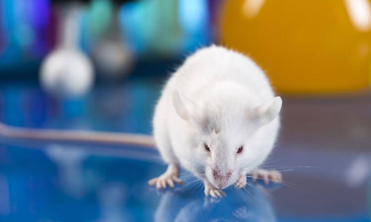 مطالعه جدید پتانسیل سلول درمانی را برای ترمیم میلین در موش ها نشان می دهد