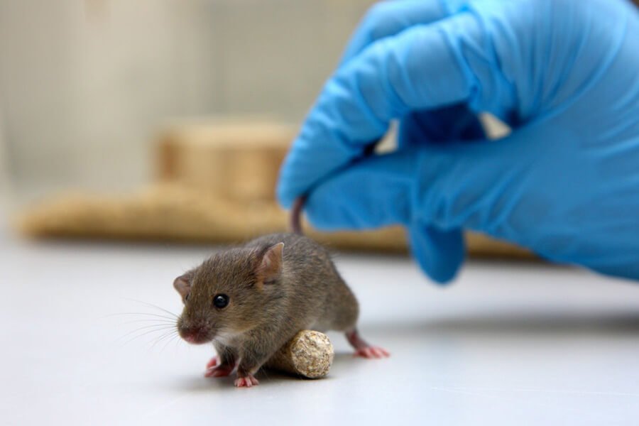 تیمی تأمین شده توسط انجمن ملی ام اس آمریکا، پتانسیل محافظت عصبی دارویی مشابه هورمون تیروئید را در موش ها نشان می دهد